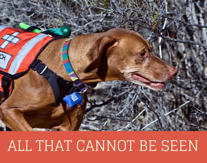 ALL THAT CANNOT BE SEEN