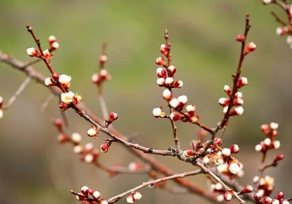 Early spring blossoms in Armenia