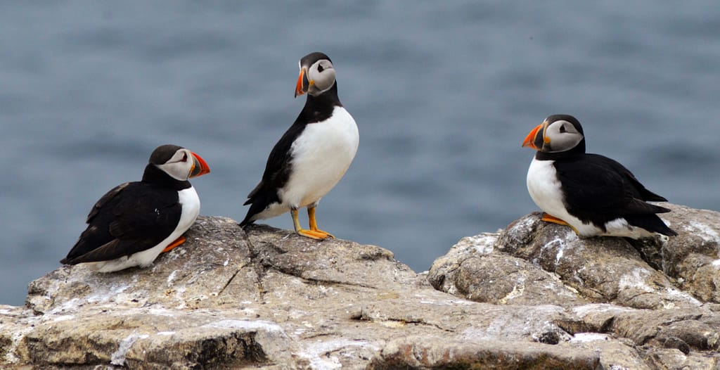 three puffins on the shore