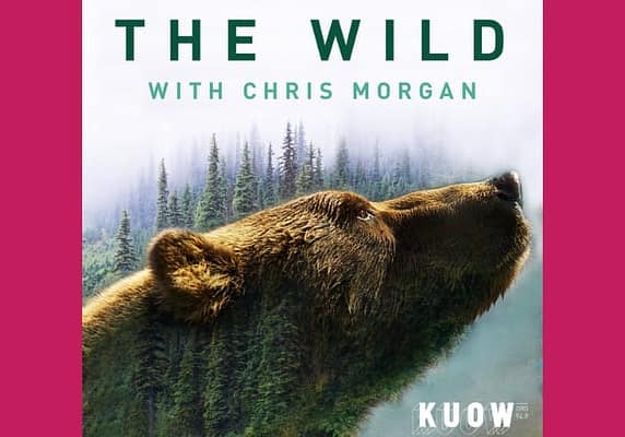 The Wild Podcast
