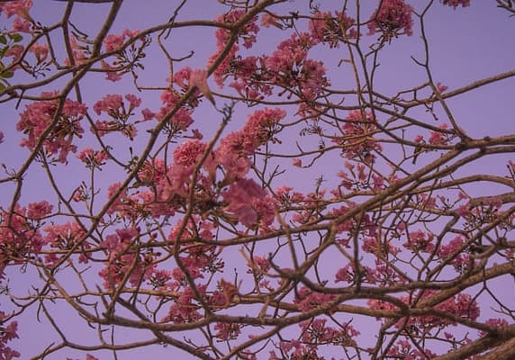 branches of bright pink flowers in a tree