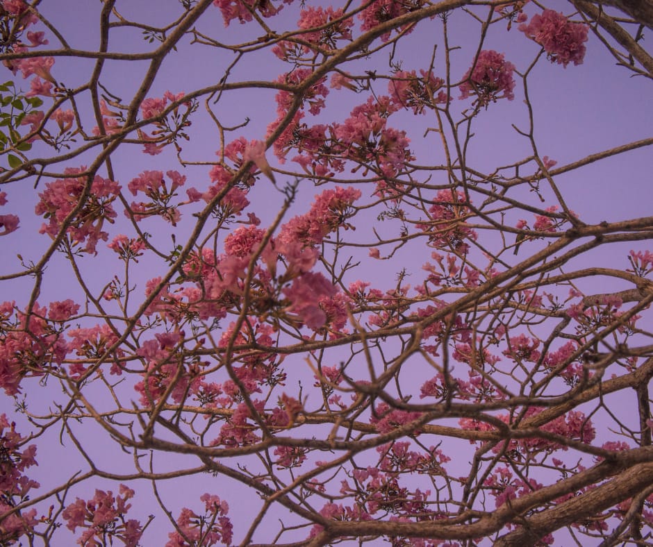 branches of bright pink flowers in a tree